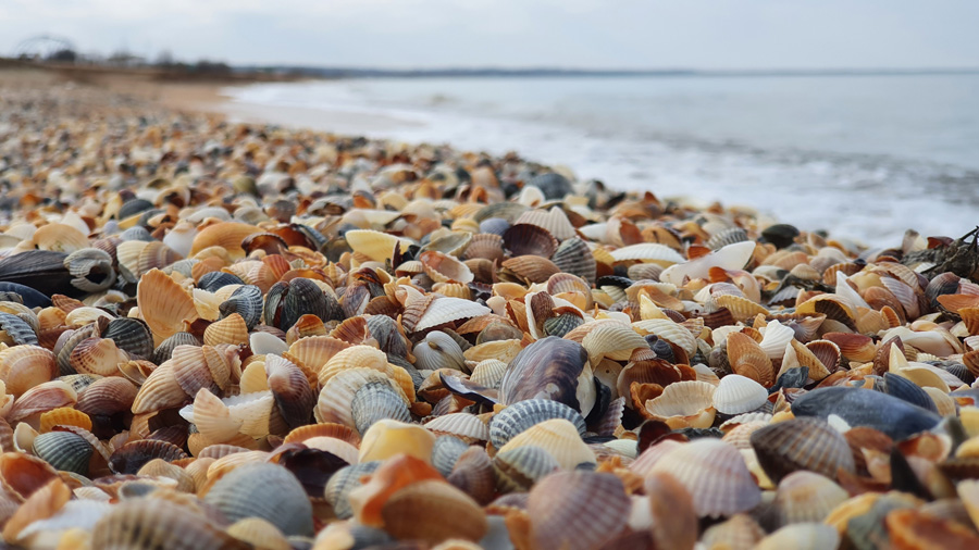 Песчаные пляжи Крыма с ракушками фото 